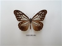 藏品(斯氏絹斑蝶)的圖片